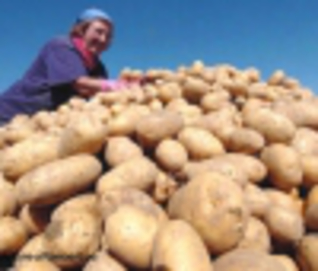 Kazan citizens will provide with the Belarus potato