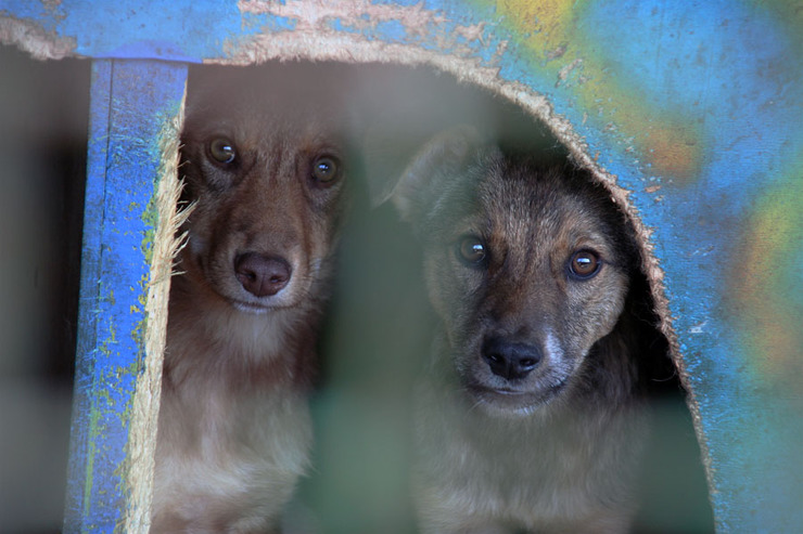 Kazan citizens are alarmed by stray dogs’ aggressive behavior