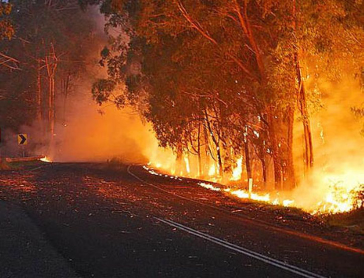 Предотвратить лесные пожары поможет профилактика