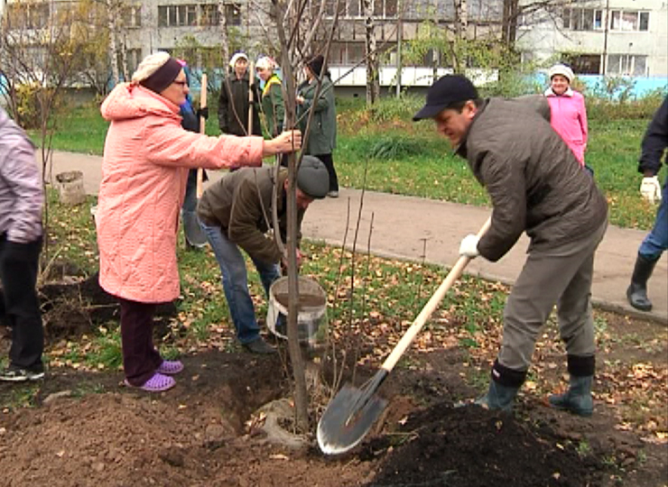 Зорге урамында юкә агачларыннан аллея барлыкка килде