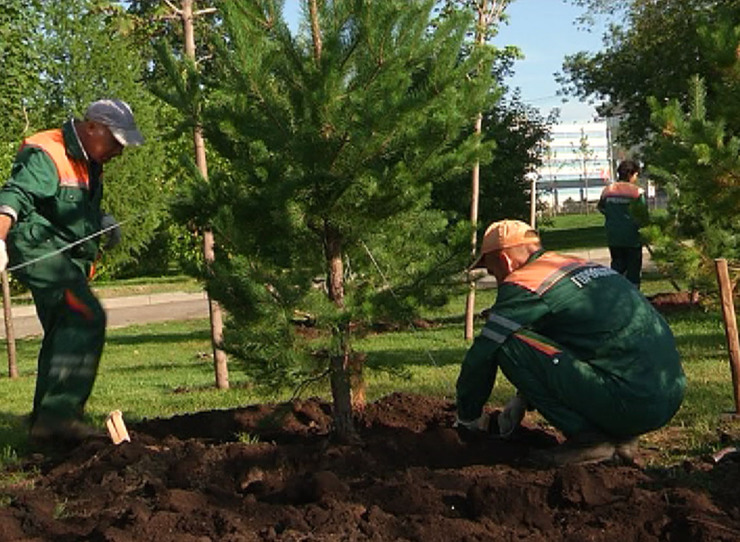 I. Metshin launches tree-planting season
