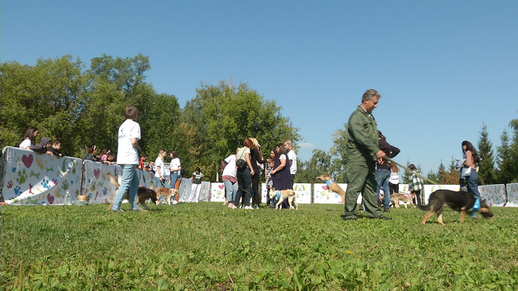 Dogs from the shelter have found a new home at the festival in the Gorky park