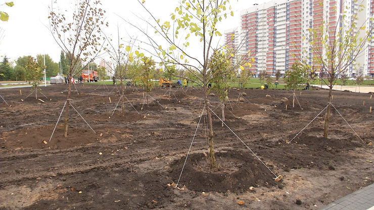 The Mayor of Kazan takes part in the planting of trees in the new park in Salavat Kupere