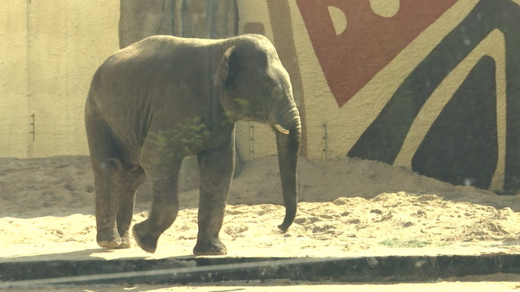 An elephant was brought to the Kazan Zoo