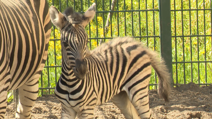 The first baby zebra was born in the Kazan zoo “The Zambezi River”