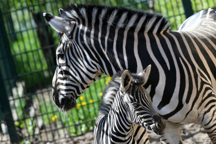 В казанском зооботсаду «Река Замбези» впервые родилась зебра