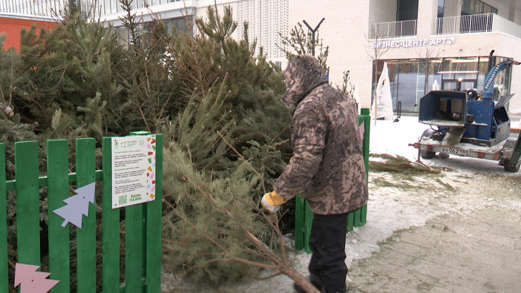 Residents of Kazan hand over more than 1,500 coniferous trees for processing